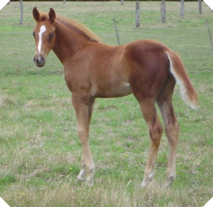 Anglo Weanling Colt